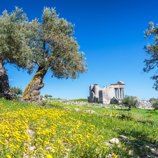 Oliven-Bäume und wilde Blumen in den Ruinen von Thugga