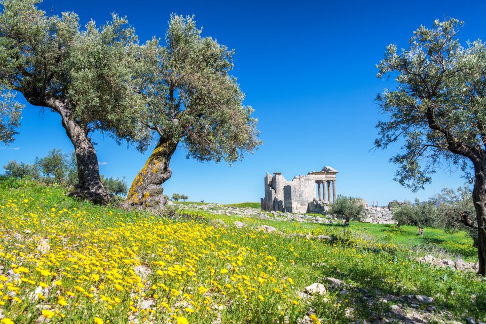Oliven-Bäume und wilde Blumen in den Ruinen von Dougga