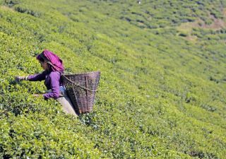 Teepflückerin in Ostnepal
