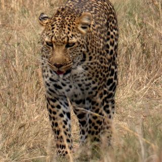 Auf Safari in Kenia