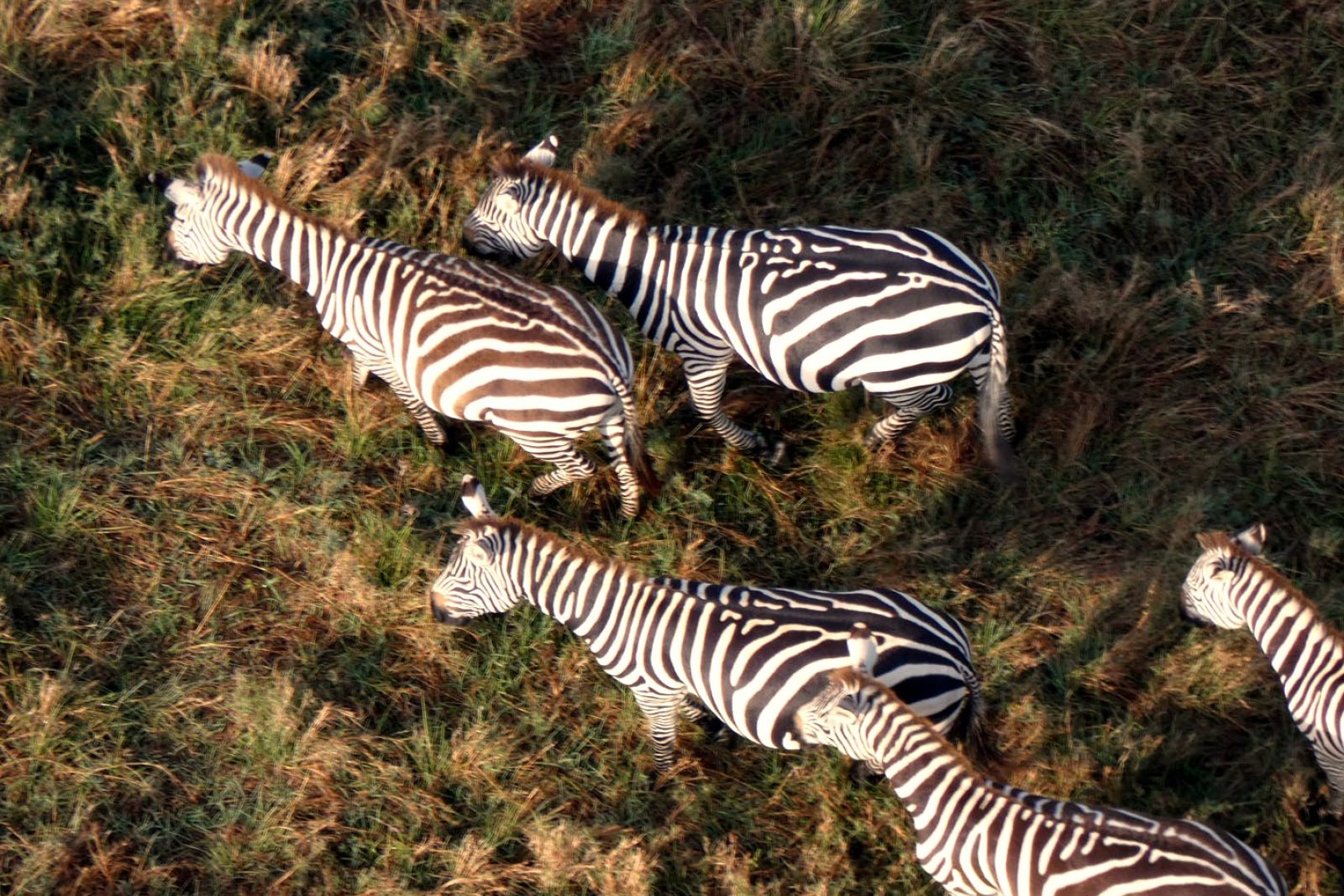 Auf Safari in Kenia