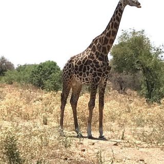 Auf Safari im Süden Tansanias unterwegs