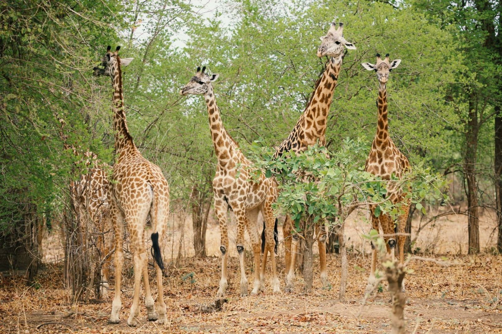 SAMDIA_201023_1TTH_2_Sambia Giraffen mit neugierigen Blicken.jpg