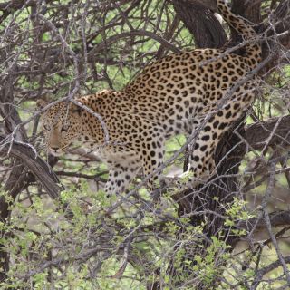 Tierwelt Namibias