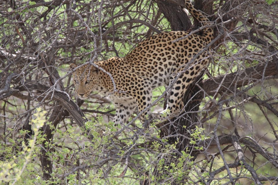 Tierwelt Namibias