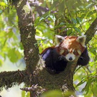 Roter Panda in Ostnepal