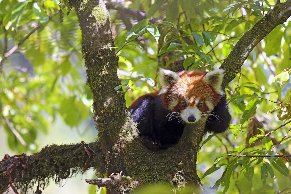 Roter Panda in Ostnepal