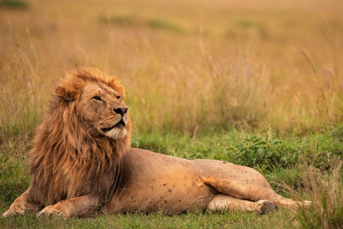 Eindrucksvolles Löwenmännchen © Diamir