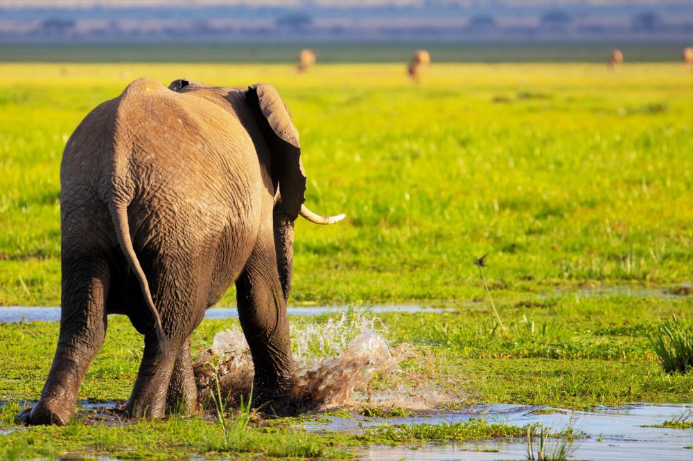 Elefant in den Sümpfen des Amboseli