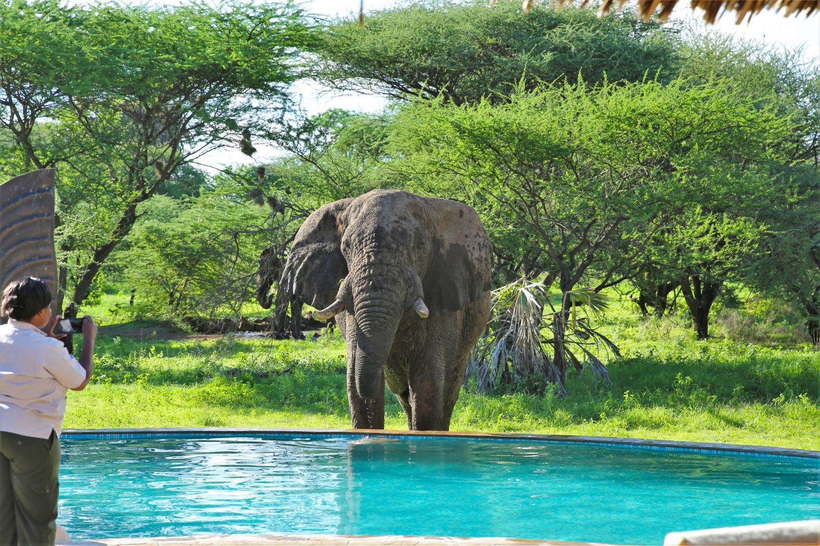 Elefant direkt am Pool des Severin Safari Camps