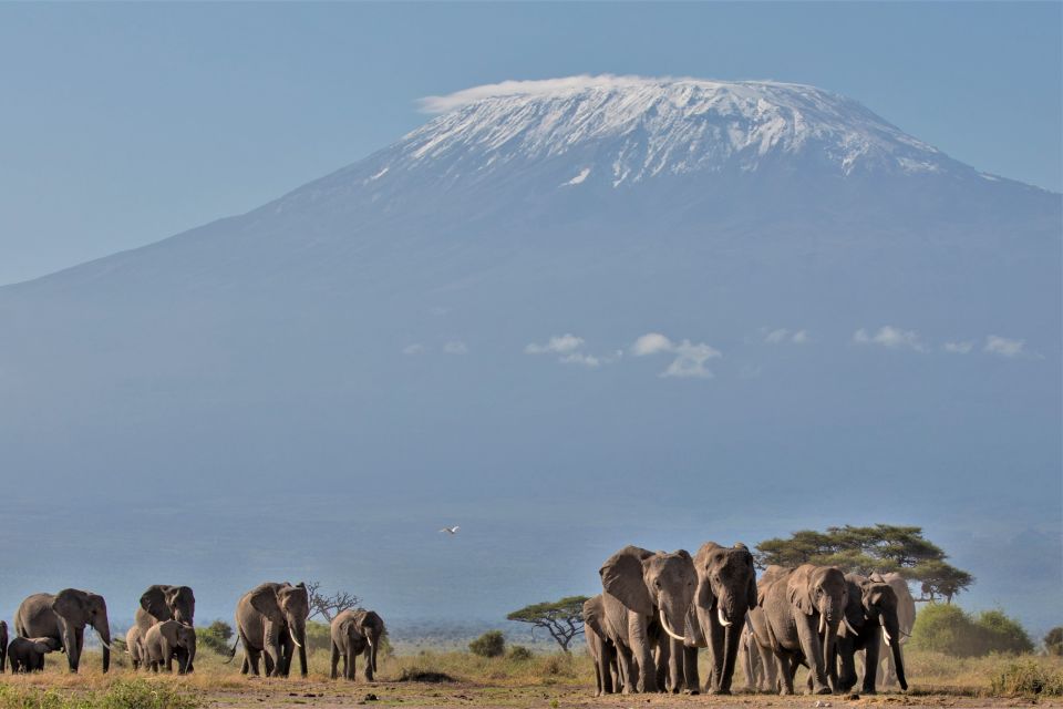 Elefanten vor der Kulisse des Kilimanjaro