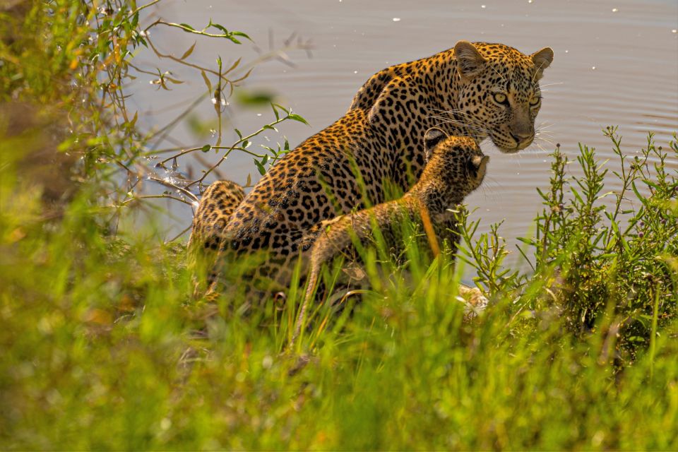 Leopardenmutter mit ihrem Jungen am Wasserloch