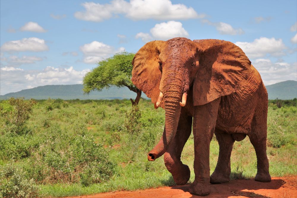Eindrucksvoller Elefantenbulle