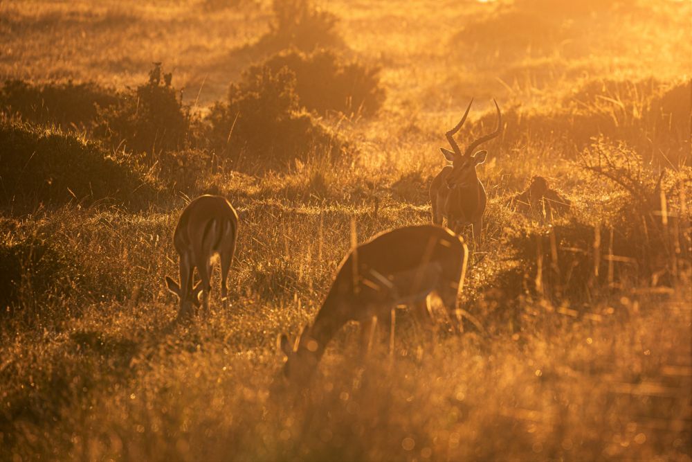 Impalas im Morgengrauen