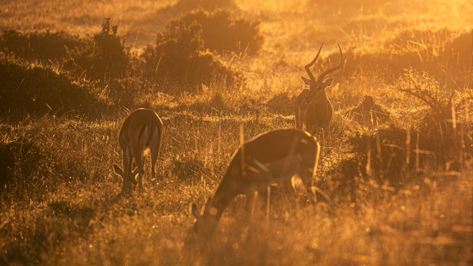 Impalas im ersten Morgenlicht