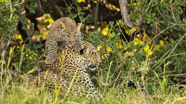 Leopardenmutter und ihr Junges
