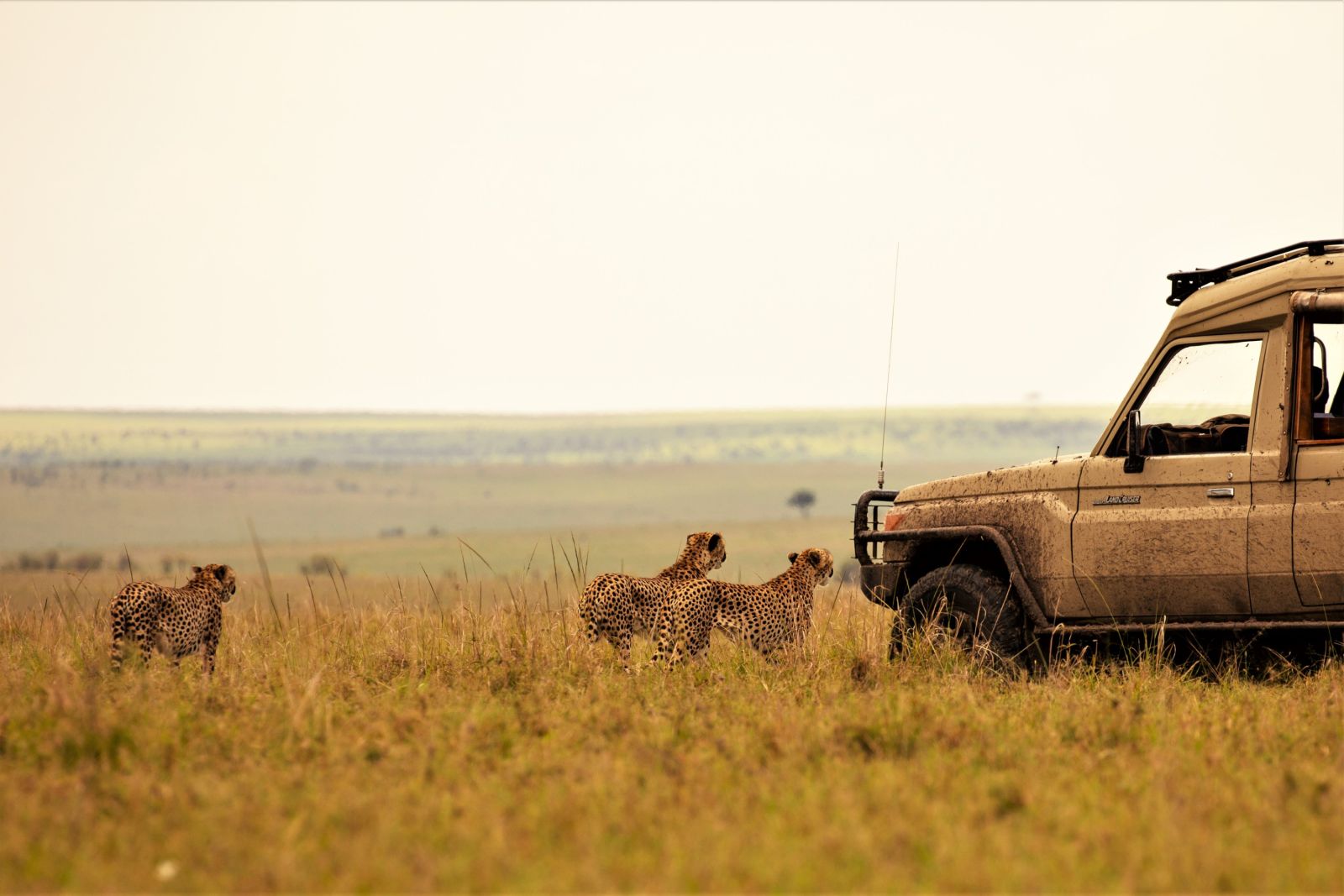 Geparden direkt am Safariauto