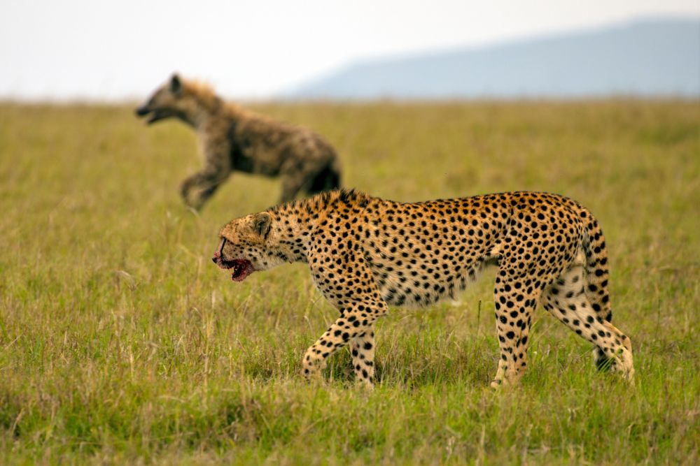 Gepard und Hyäne Seite an Seite