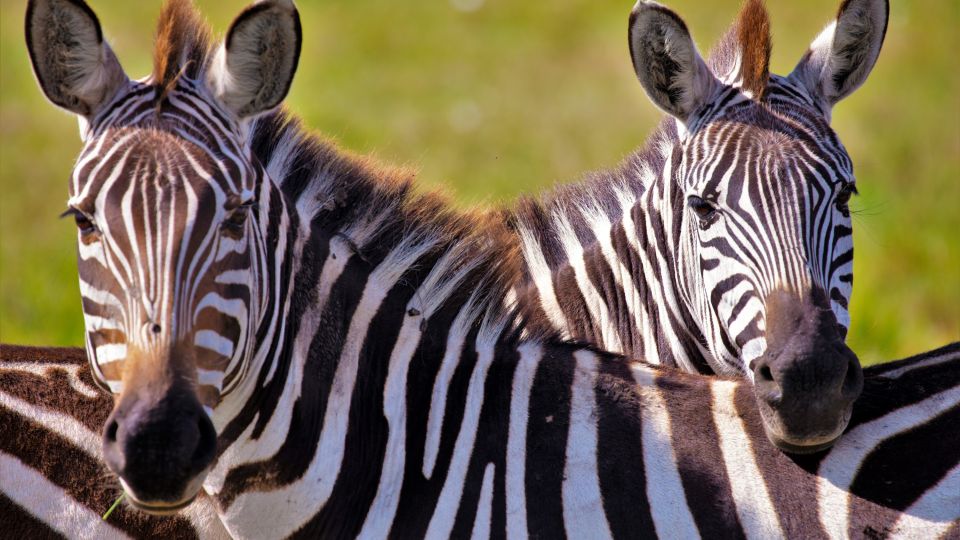 Jedes Zebra hat ein individuelles Streifenmuster