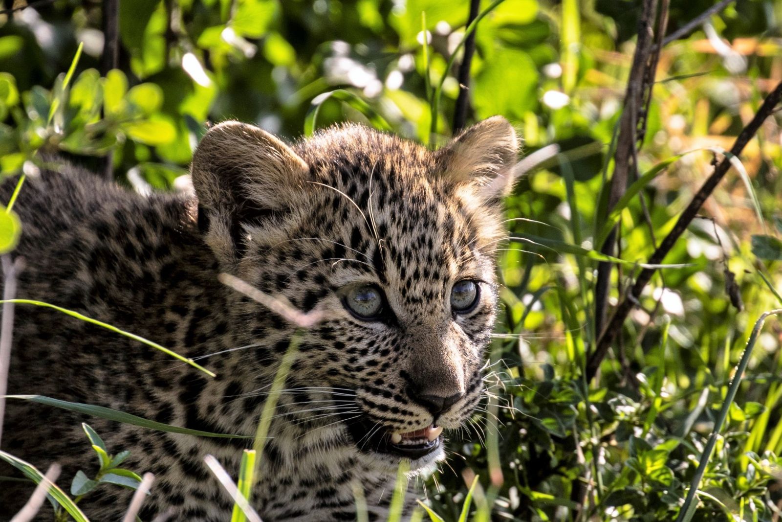 Leopardenjunges im Gras