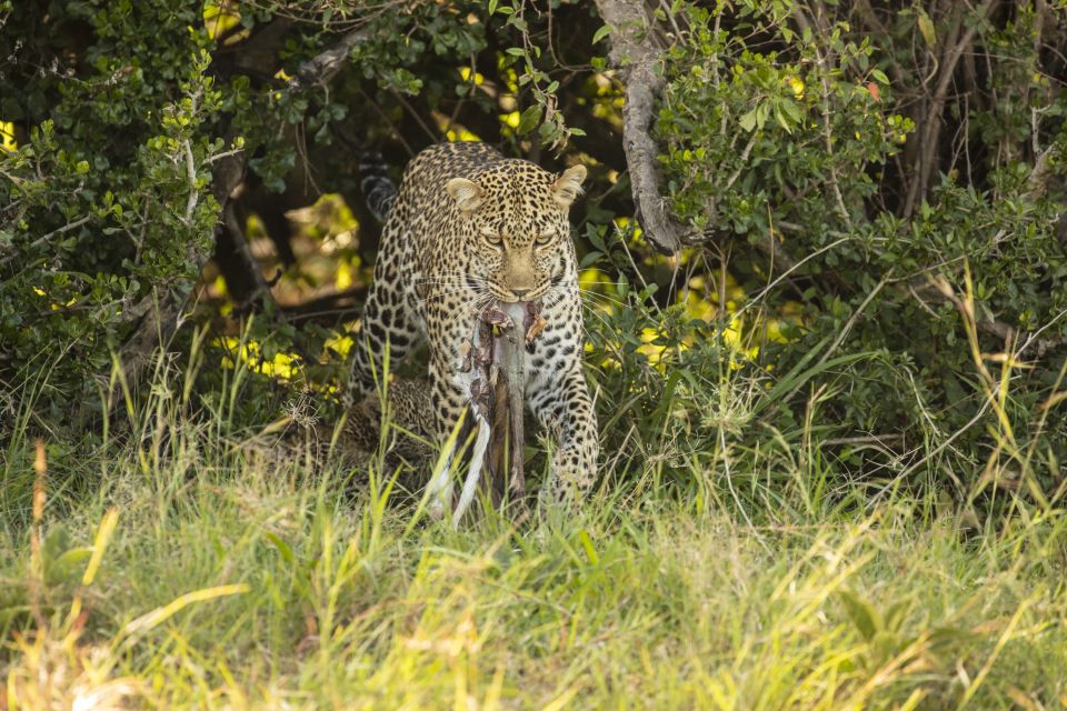 Leopardenmutter mit Beute und ihrem Jungen versteckt im Gras