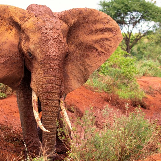 Im Tsavo-Ost-Nationalpark sind die Elefanten rot nach einem Staubbad in der eisenoxidhaltigen Lateriterde