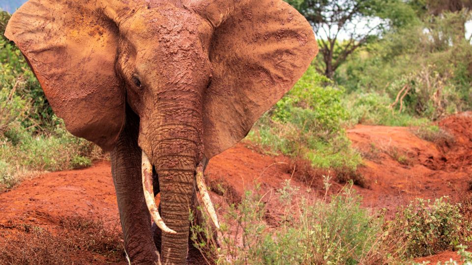 Im Tsavo-Ost-Nationalpark sind die Elefanten rot nach einem Staubbad in der eisenoxidhaltigen Lateriterde