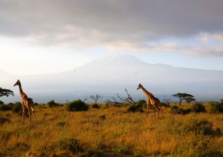 Giraffen vor der Kulisse des Kilimanjaro