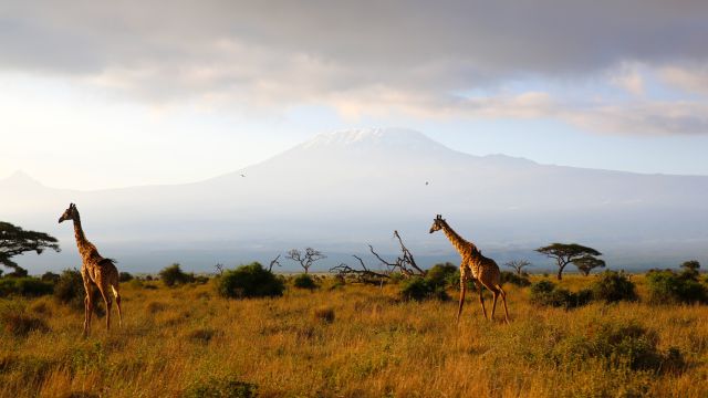 Giraffen vor der Kulisse des Kilimanjaro