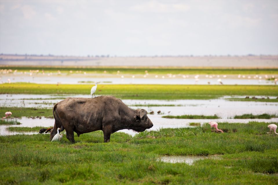 Büffel in den Sümpfen des Amboseli