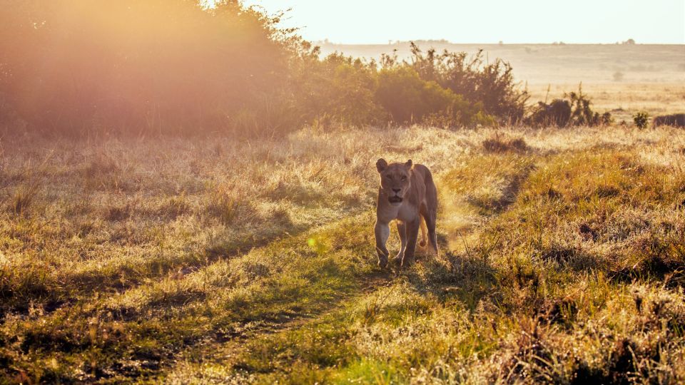 Löwin auf Streifzug in Kenia