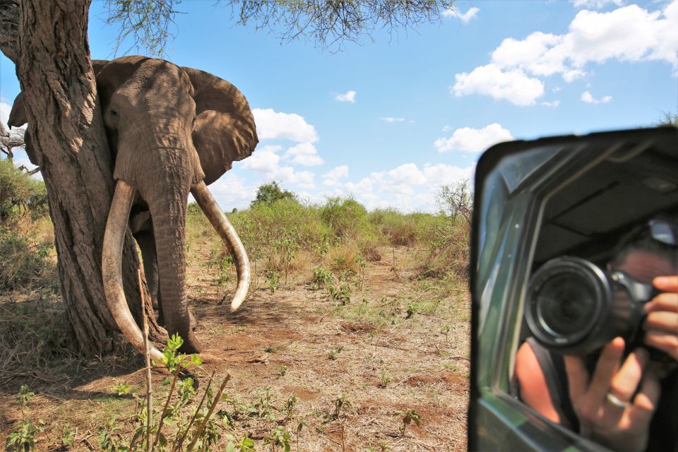 Ein mächtiger Elefantenbulle direkt vor der Linse