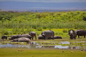 Flusspferde in den Sümpfen des Amboseli