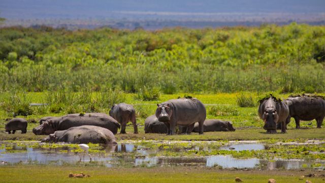 Flusspferde im Amboseli