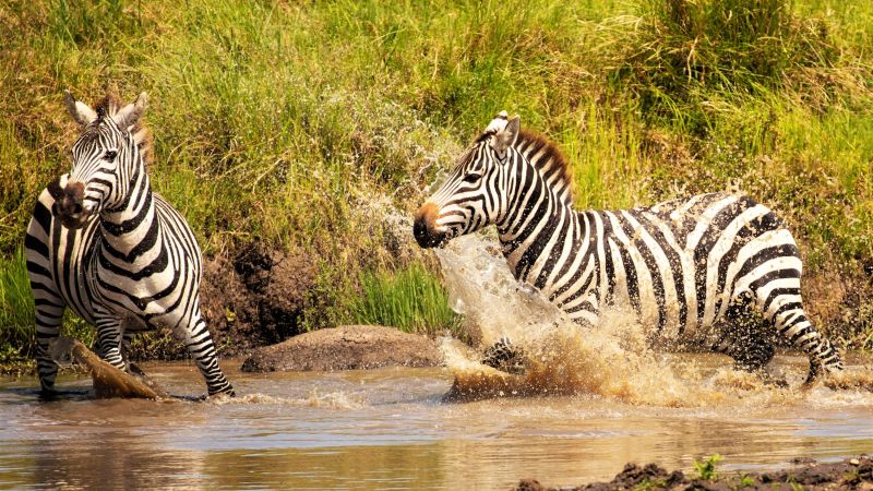 Zebras auf der Flucht