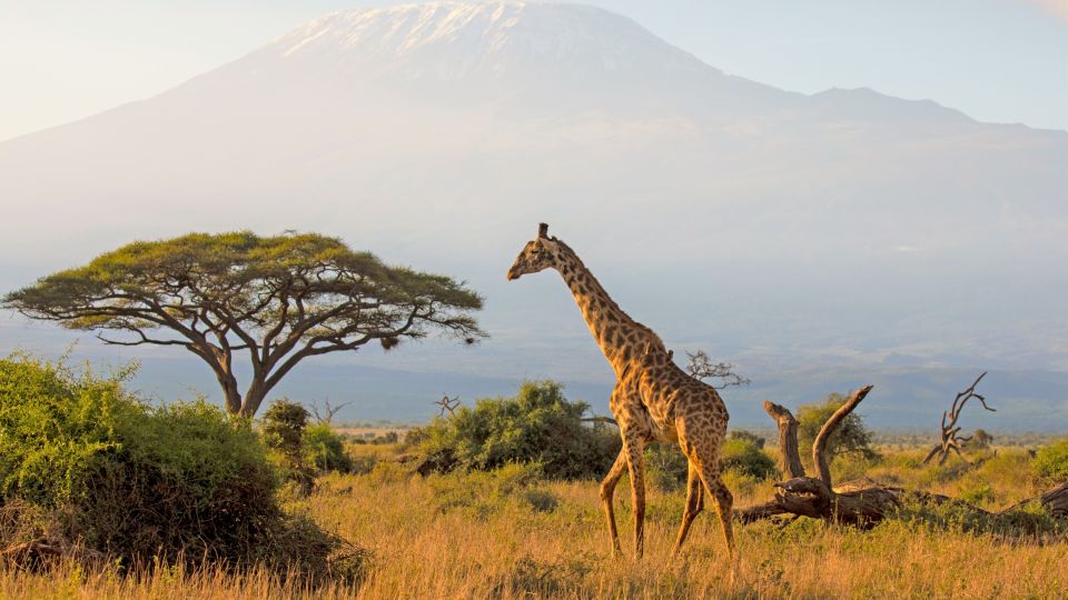 Giraffe vor der Kulisse des Kilimanjaro