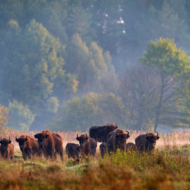 Bison-Herde im Bialowieza Nationalpark in Polen - ondrejprosicky