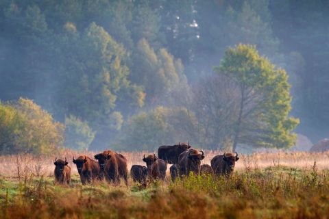 Bison-Herde im Bialowieza Nationalpark