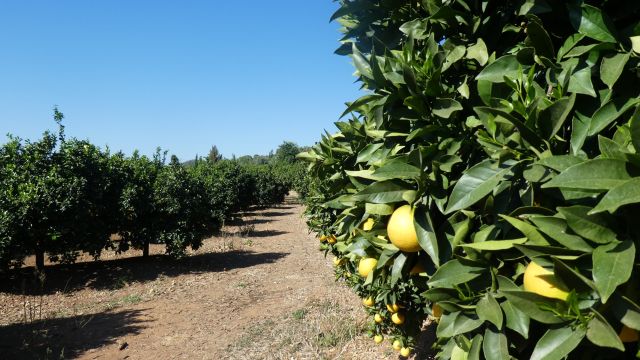 Zitronenhain im Hinterland der Algarve