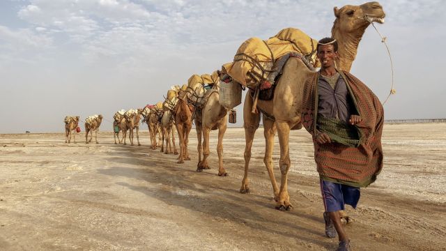 Kamelkarawane der Afar in der Danakil-Wüste