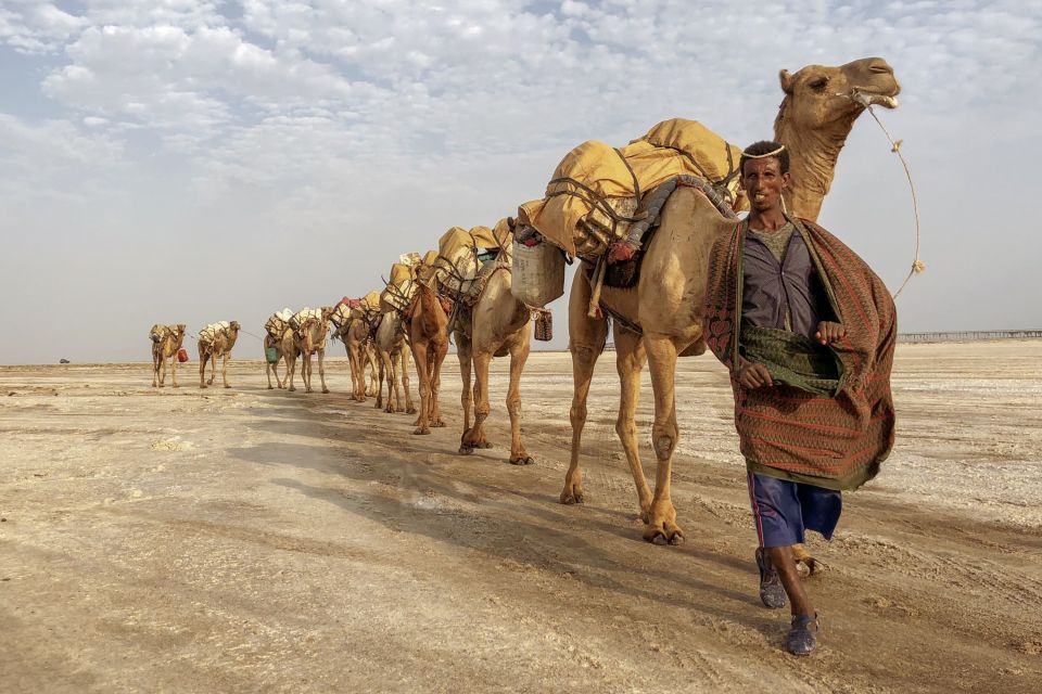 Kamelkarawane der Afar mit Salz in der Danakil-Wüste