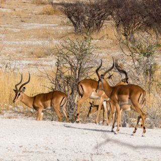 Rundreise durch Namibia
