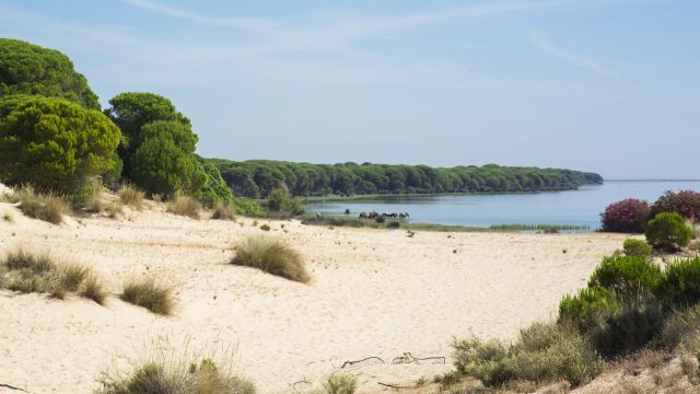Strand im Doñana-Nationalpark, Costa de la Luz