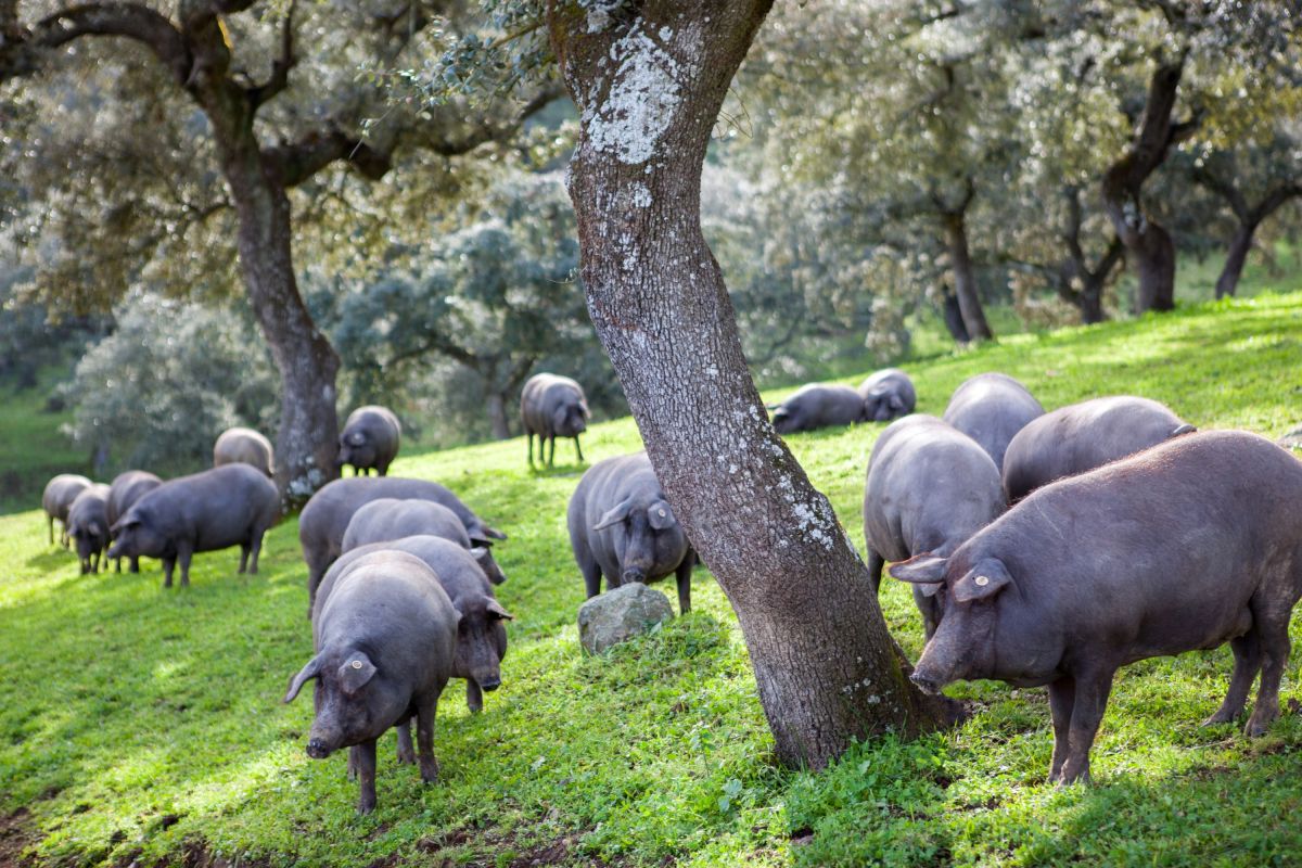 Iberische Schweine (Pata Negra) grasen in einem Korkeichenwald