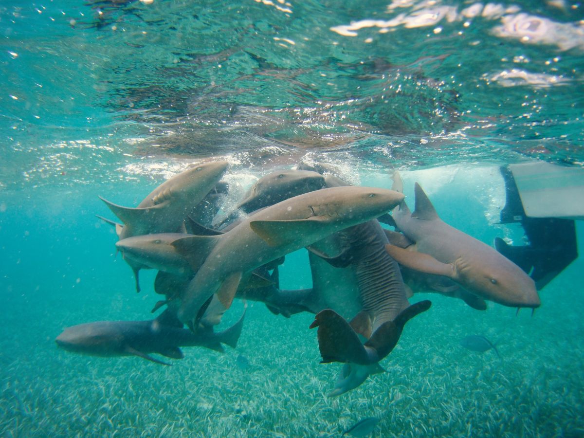 Das Spiel wilder Haie in Belize aus sicherer Entfernung
