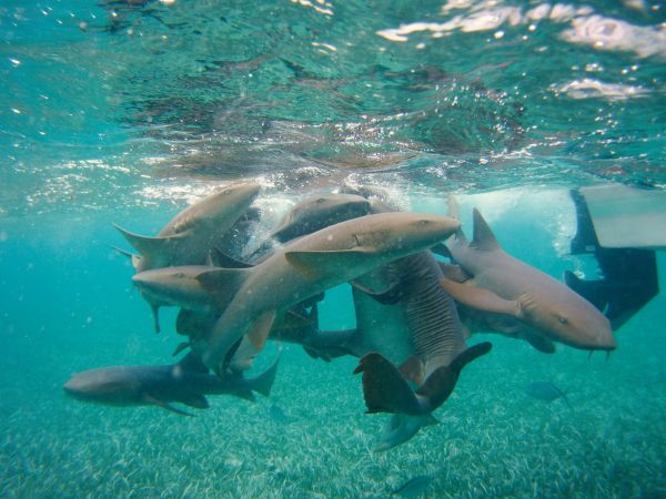 Das Spiel wilder Haie in Belize aus sicherer Entfernung © Diamir
