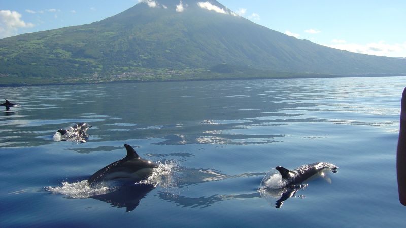 Delfine vor der Küste