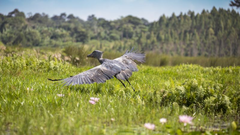 Der Schuhschnabel, imposanter Schreitvogel