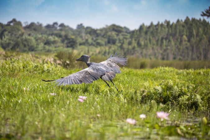 Der Schuhschnabel, imposanter Schreitvogel © Diamir