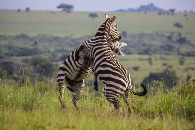 Zebras im Kampf